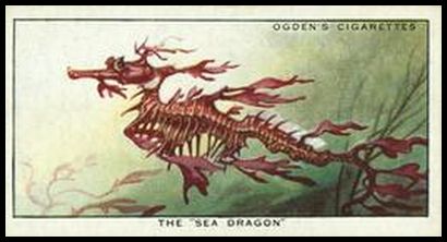 5 Sea Dragon